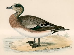 American Wigeon